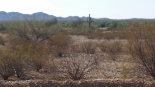Arizona cacti